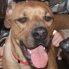 Rescue Dog
